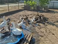 Ducks — फ़ोटो 1