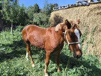 Aygır, Atlar — foto 4