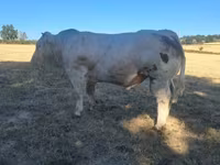 Bull, Cast cow — photo 3