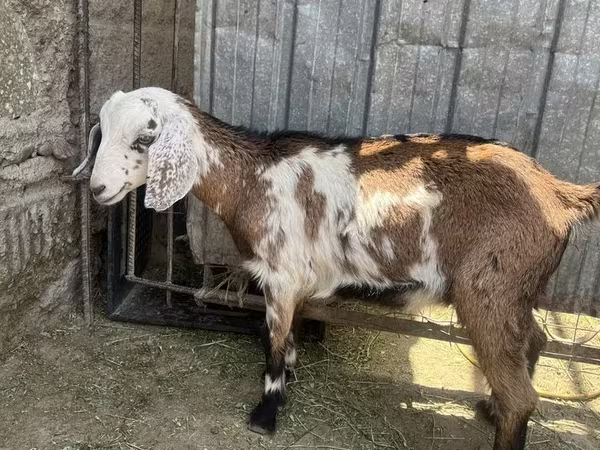 Ziege, Nubian Goat