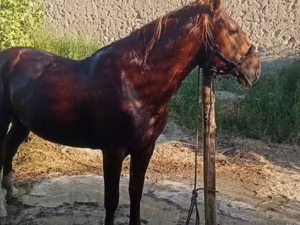 اسب نر, Karabakh horse