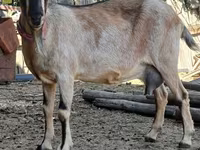 Geit, Alpine goat — foto 1