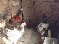 Chickens — foto 2