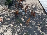 Chickens — foto 4