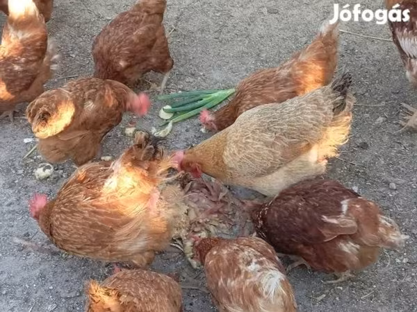 Chickens
