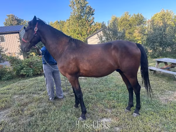 Cavallo, Standardbred