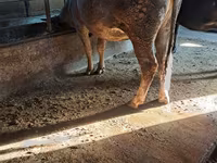 گاو ماده, گاو — عکس 2