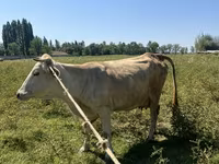 Kuh, Rinder — Foto 1