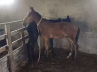 Horse (M), Horses — photo 2