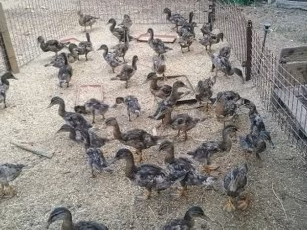 Ducks