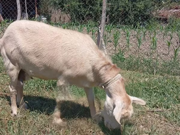 Буз, Saanen goat — Ӯзбекистон