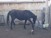 Stute, Horse breed — Foto 2