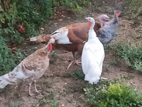 Turkeys — снимка 1