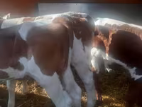 گاو نر, Simmental cattle — عکس 2