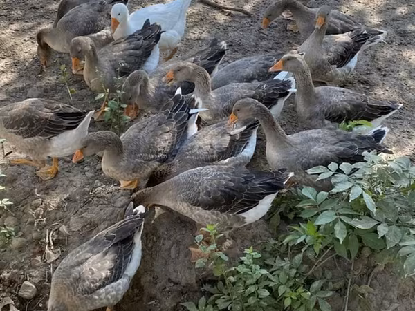 Geese