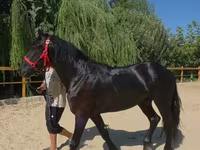 Cavallo, Friesian — foto 6