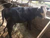 Vacă, Vaca kazahă cu cap alb — foto 1