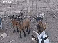 Buk, Pomellata goat — foto 2