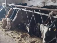 Говбуз, Russian Black pied cattle — акс 4