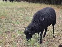میش, Ouessant sheep — عکس 3