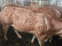 Lembu ternakan (lot, jantina tidak dinyatakan), Charolais cattle — foto 4