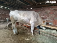 Бух, Simmental cattle — 1 зураг