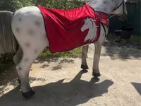 ፈረሶች (ቡድን፣ ጾታ አልተጠቀሰም), Horses — ፎቶ 2