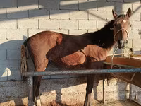 公马, Horses — 照片 3