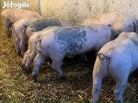 Eber, Schweine — Foto 6