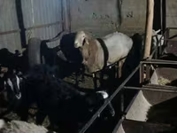 Ram, Tian-Shan semifinewool sheep — photo 4