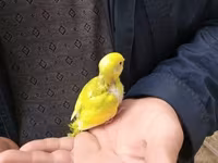 Balalae mehebbet qusu 20 azn en gözel rengler watsapla yiğin — عکس 1