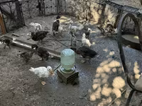 Ducks — รูปภาพ 2