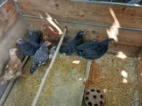 Chickens — ảnh 1