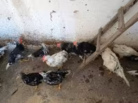 Chickens — 照片 8