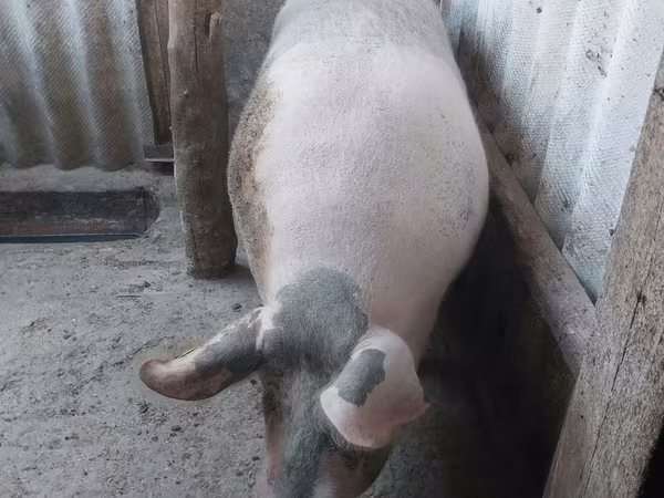Locha, Świnie