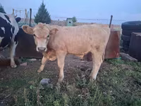 Tyre, Latvian Blue cattle — foto 3