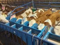 Boğa, Simmental cattle — foto 5