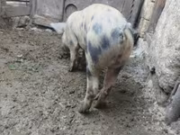 Babi hutan, Дюрок — foto 3
