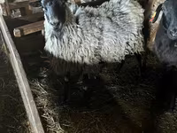 பெண் ஆடு, Romanov sheep — புகைப்படம் 1