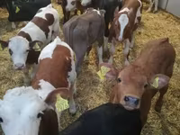 Skot (série, pohlaví neuvedeno), Simmental cattle — foto 2