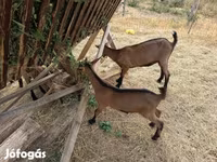 Buk, Alpine goat — foto 5