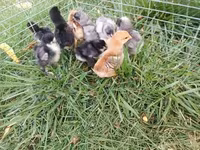 Brahma — foto 5