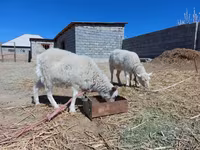 بز ماده, بز — عکس 1