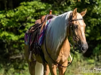 اسب نر, Palomino — عکس 5