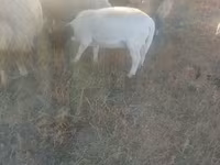 بھیڑ, Dorper sheep — تصویر 2