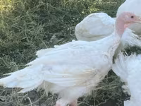 Turkeys — 照片 3