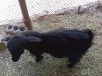 بز ماده, Saanen goat — عکس 2