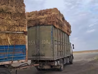 Шөп сатылады Актау — foto 1