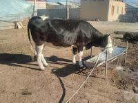 Kuh, Russian Black pied cattle — Foto 4