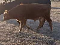 Lembu jantan, Simmental cattle — foto 8
